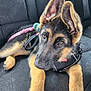 animal, black_fur, canine, car_seat, close_up, cute, dog, ears, fur, german_shepherd, harness, indoors, looking_up, lying_down, pet, puppy, seat, tan_fur, whiskers, young