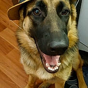 Ayiana participe au concours pour gagner de l'argent avec cette photo : animal, canine, cat_face_cushion, cushion, decor, dog, ears, face, floor, flower, german_shepherd, happy, hat, indoor, pet, sitting, smiling, straw_hat, tongue, wooden_floor