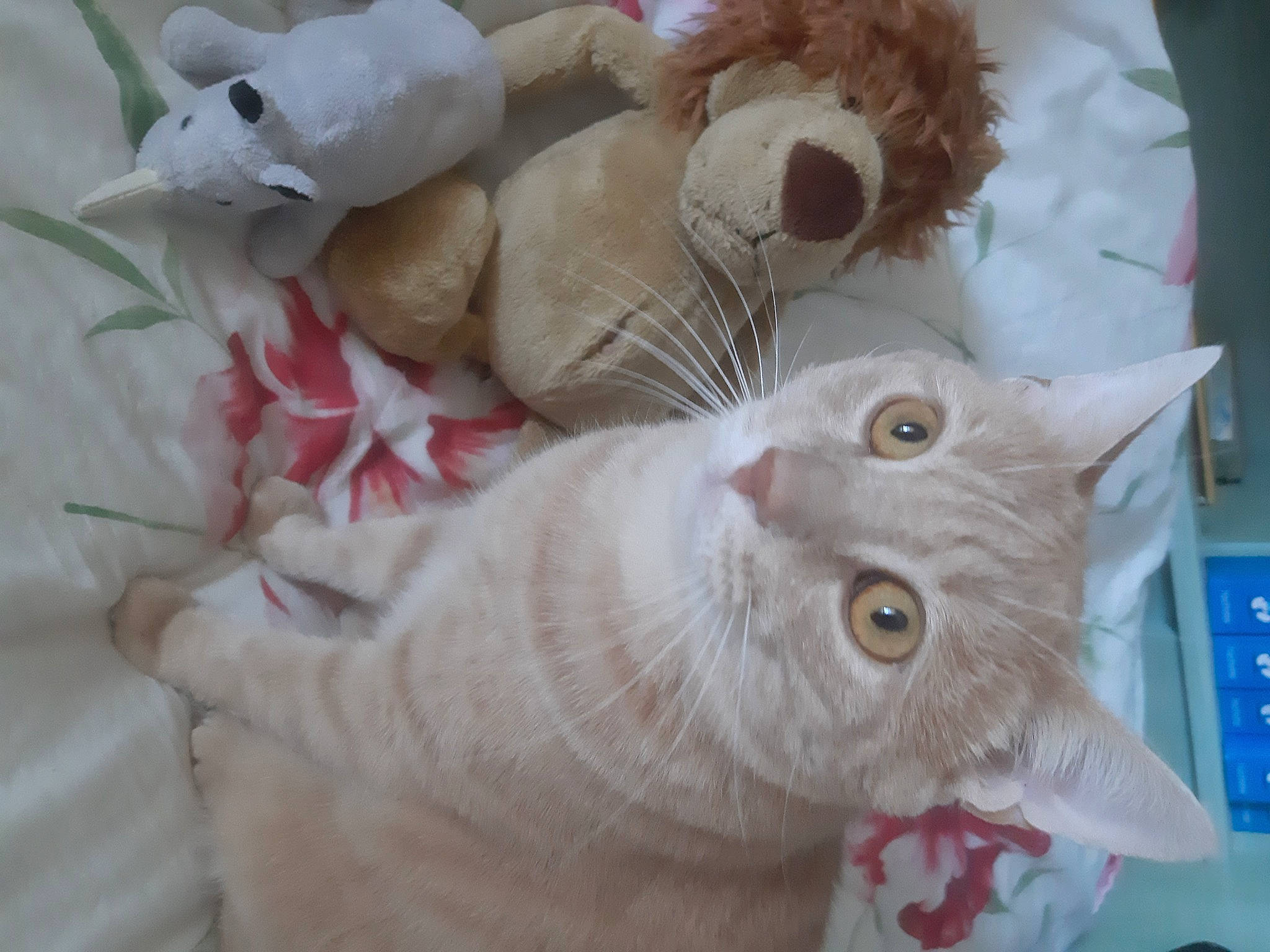 Simba a rejoint le concours — aidez-le/la à gagner de superbes lots ! carnivore, cat, claw, domestic_short_haired_cat, fawn, felidae, fur, paw, small_to_medium_sized_cats, snout, tail, whiskers