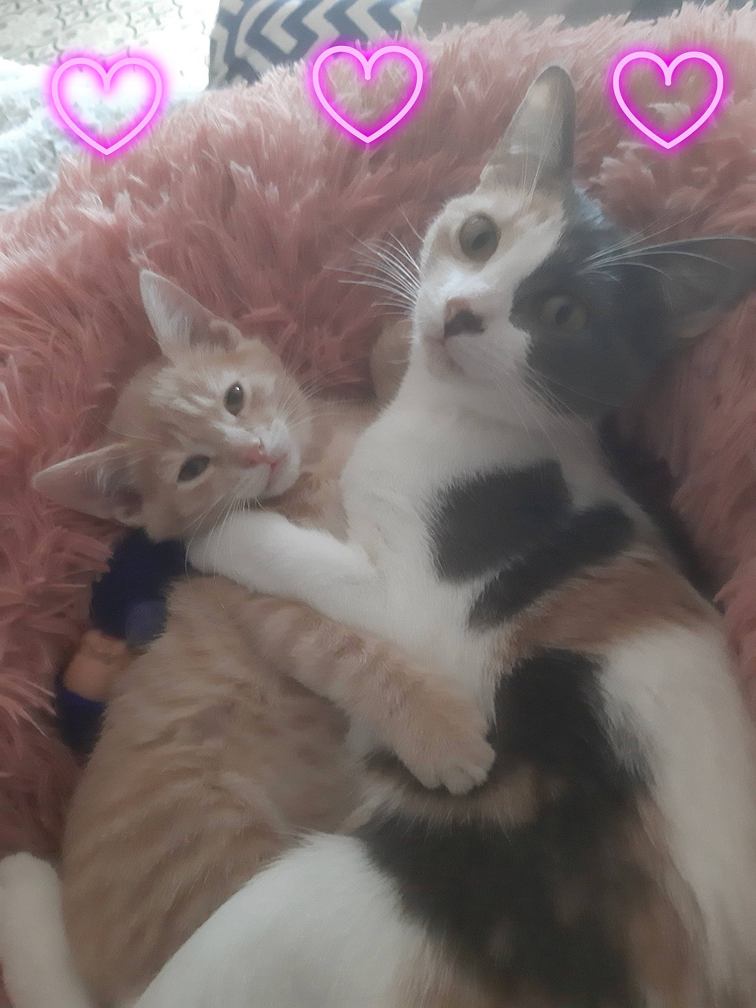 Simba a rejoint le concours — aidez-le/la à gagner de superbes lots ! carnivore, cat, claw, comfort, domestic_short_haired_cat, fawn, felidae, font, fur, magenta, mammal, paw, photo_caption, pink, small_to_medium_sized_cats, tail, whiskers, white