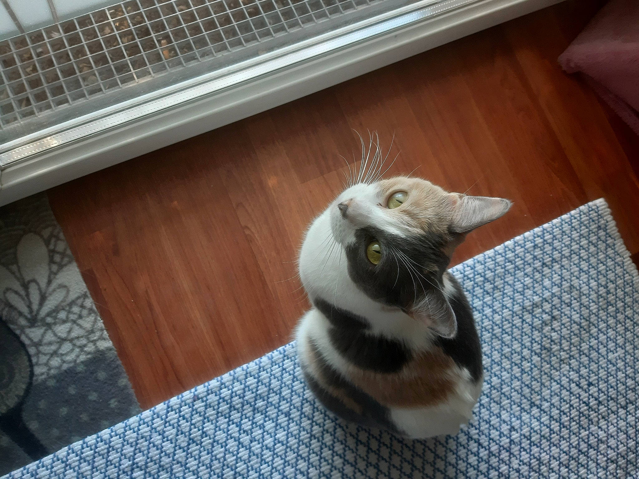 Bella participe au concours pour gagner de l'argent avec cette photo : carnivore, cat, claw, comfort, domestic_short_haired_cat, felidae, floor, flooring, fur, hardwood, paw, room, small_to_medium_sized_cats, tail, whiskers, wood