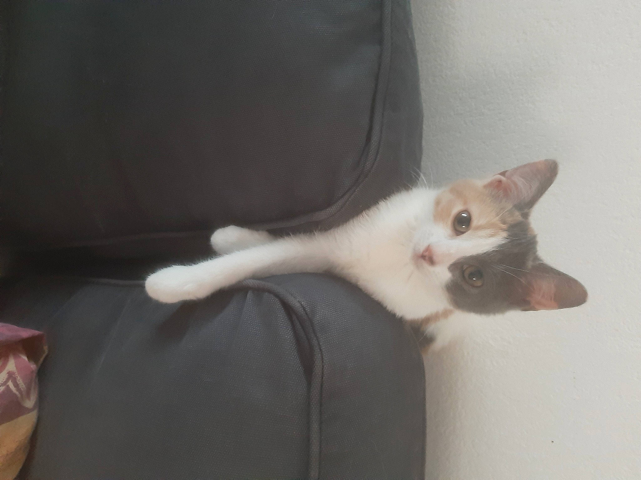 Bella a rejoint le concours — aidez-le/la à gagner de superbes lots ! carnivore, cat, comfort, domestic_short_haired_cat, ear, felidae, fur, paw, small_to_medium_sized_cats, snout, tail, whiskers