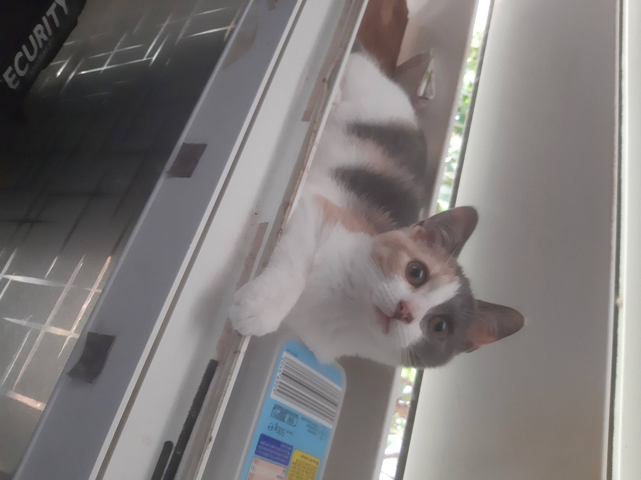 Bella a rejoint le concours — aidez-le/la à gagner de superbes lots ! carnivore, cat, domestic_short_haired_cat, felidae, fur, laptop, machine, metal, personal_luxury_car, small_to_medium_sized_cats, snout, tail, whiskers, wood