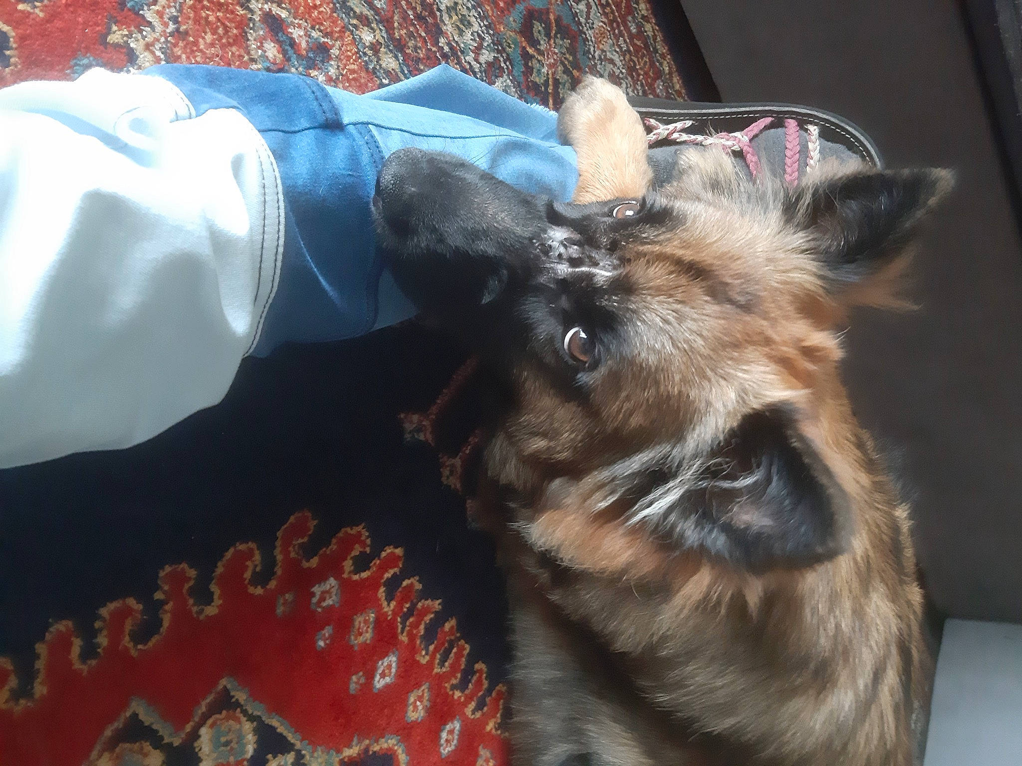 Heidi a rejoint le concours — aidez-le/la à gagner de superbes lots ! canidae, carnivore, claw, collar, comfort, companion_dog, dog, dog_breed, ear, fawn, felidae, fur, liver, paw, small_to_medium_sized_cats, sporting_group, tail, terrestrial_animal, whiskers, working_animal