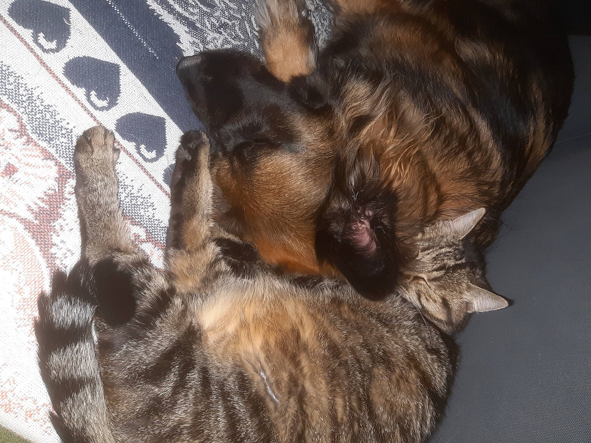 Heidi participe au concours pour gagner de l'argent avec cette photo : canidae, carnivore, claw, comfort, companion_dog, dog, dog_breed, domestic_short_haired_cat, ear, fawn, felidae, fur, liver, paw, small_to_medium_sized_cats, snout, sporting_group, tail, whiskers, working_animal