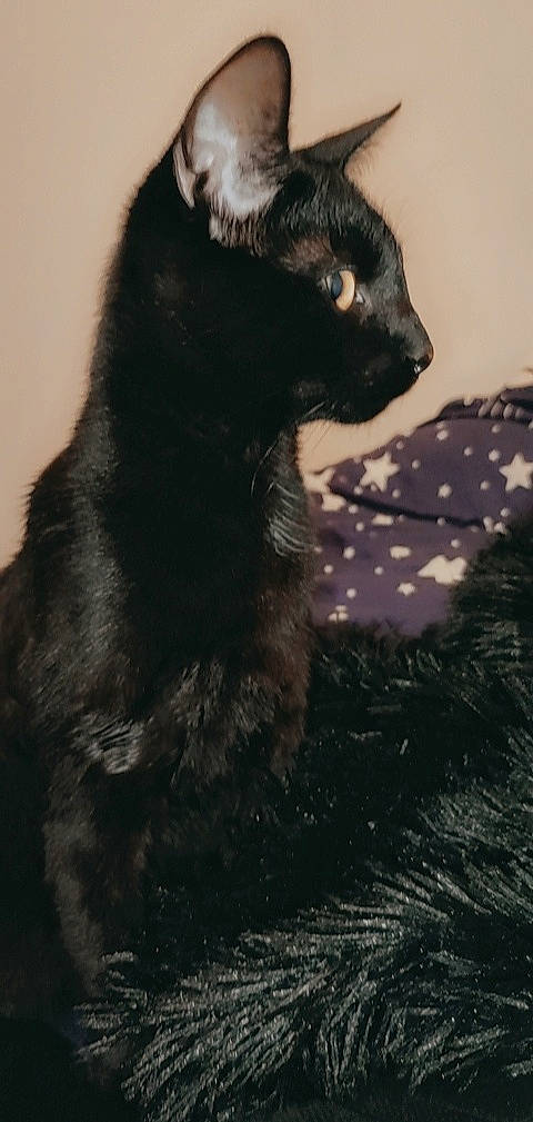 Salem a rejoint le concours — aidez-le/la à gagner de superbes lots ! black_cat, bombay, carnivore, cat, claw, darkness, dog_breed, domestic_short_haired_cat, felidae, fur, paw, shadow, small_to_medium_sized_cats, snout, tail, terrestrial_animal, tints_and_shades, whiskers, window