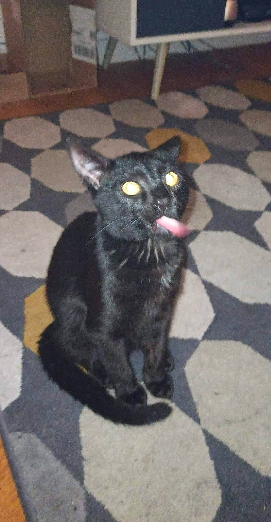 Salem a rejoint le concours — aidez-le/la à gagner de superbes lots ! asphalt, black_cat, canidae, carnivore, cat, claw, dog_breed, domestic_short_haired_cat, felidae, flooring, fur, grey, head, paw, road_surface, small_to_medium_sized_cats, snout, tail, terrestrial_animal, whiskers