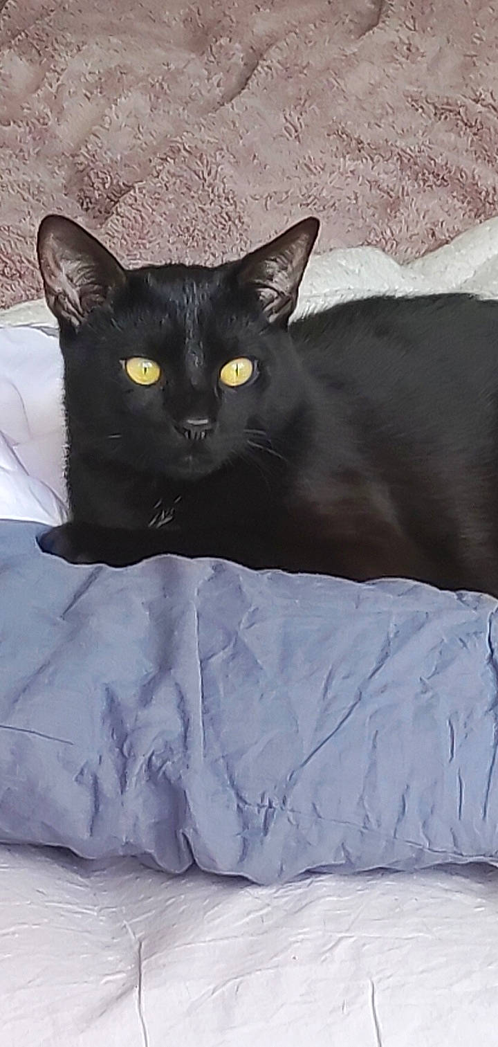 Salem participe au concours pour gagner de l'argent avec cette photo : black_cat, bombay, carnivore, cat, comfort, domestic_short_haired_cat, electric_blue, eye, felidae, fur, grey, linens, sitting, small_to_medium_sized_cats, snout, tail, terrestrial_animal, whiskers, window