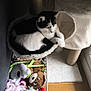 cat, black_and_white_cat, cat_tree, plush_hammock, cat_toys, stuffed_animals, basket, wooden_floor, window_light, indoor, pet, sleeping_area, feline, cozy, resting, fur, playful, domestic_animal, home, pet_accessories