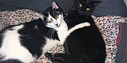 Ulys a rejoint le concours — aidez-le/la à gagner de superbes lots ! cat, black_cat, black_and_white_cat, pets, feline, cuddling, blanket, sofa, indoor, resting, cute, animal, fur, whiskers, yellow_eyes, comfort, companionship, friendship, domestic, relaxation
