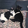 cat, black_cat, black_and_white_cat, pets, feline, cuddling, blanket, sofa, indoor, resting, cute, animal, fur, whiskers, yellow_eyes, comfort, companionship, friendship, domestic, relaxation