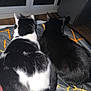 cat, black_and_white_cat, black_cat, pets, feline, animal, indoor, bed, blanket, fur, whiskers, ears, resting, sleepy, companions, cozy, cute, domestic_animal, two_cats, back_view