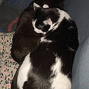Ulys participe au concours pour gagner de l'argent avec cette photo : cat, black_and_white_cat, black_cat, sleeping, cozy, blanket, indoor, pet, animal, fur, resting, close_up, cute, domestic_cat, feline, two_cats, companion, napping, relaxation, soft