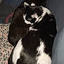 cat, black_and_white_cat, black_cat, sleeping, cozy, blanket, indoor, pet, animal, fur, resting, close_up, cute, domestic_cat, feline, two_cats, companion, napping, relaxation, soft