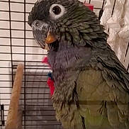 Fidji participe au concours pour gagner de l'argent avec cette photo : adaptation, beak, bird, cage, cockatiel, cockatoo, feather, parakeet, parrot, vertebrate, wildlife, wing
