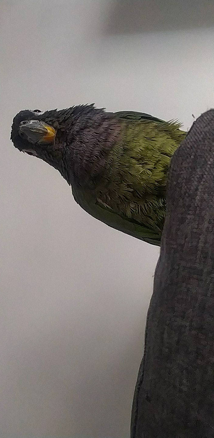 Fidji a rejoint le concours — aidez-le/la à gagner de superbes lots ! beak, bird, feather