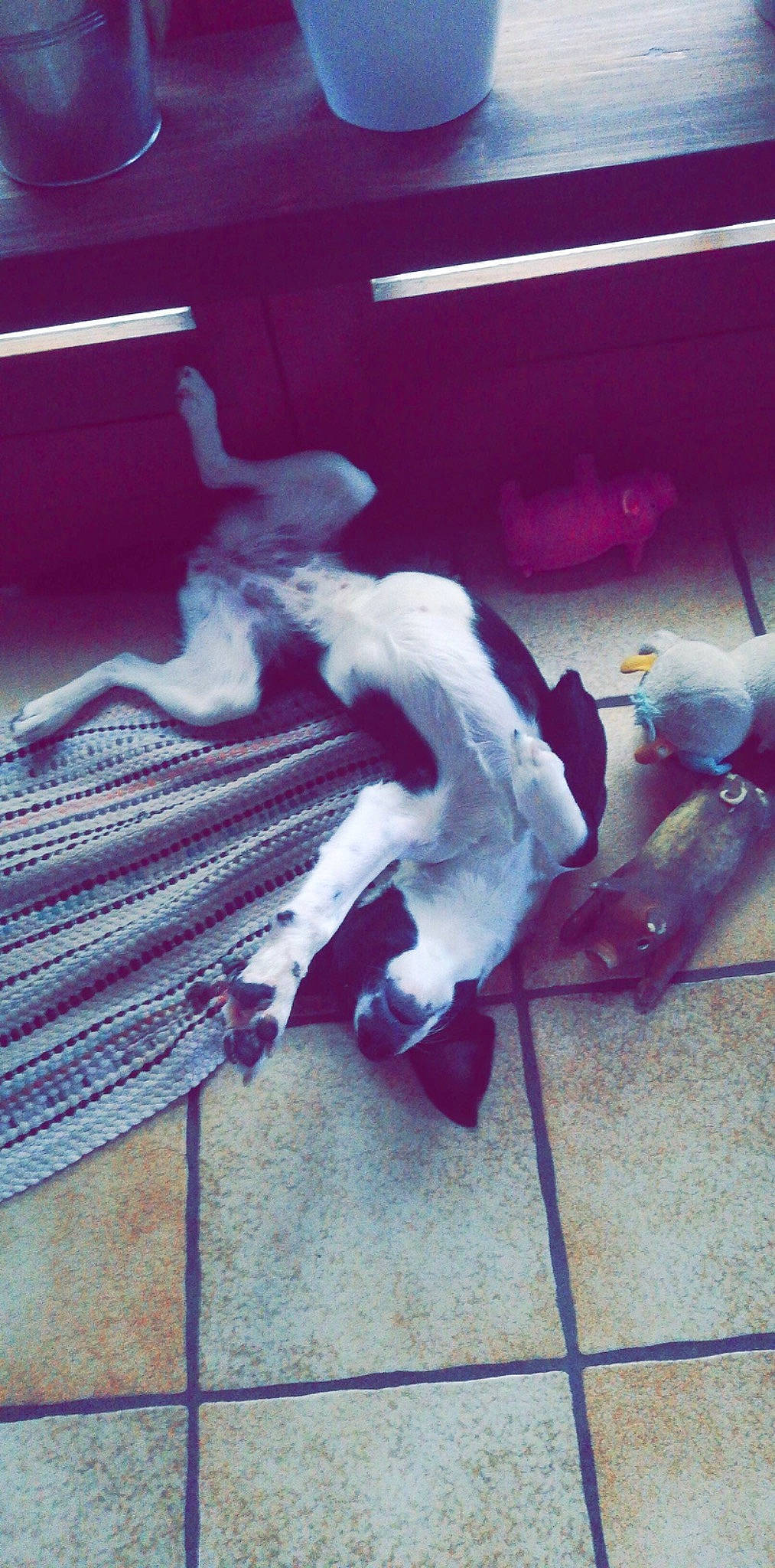 Nala participe au concours pour gagner de l'argent avec cette photo : canidae, non_sporting_group, red, tail