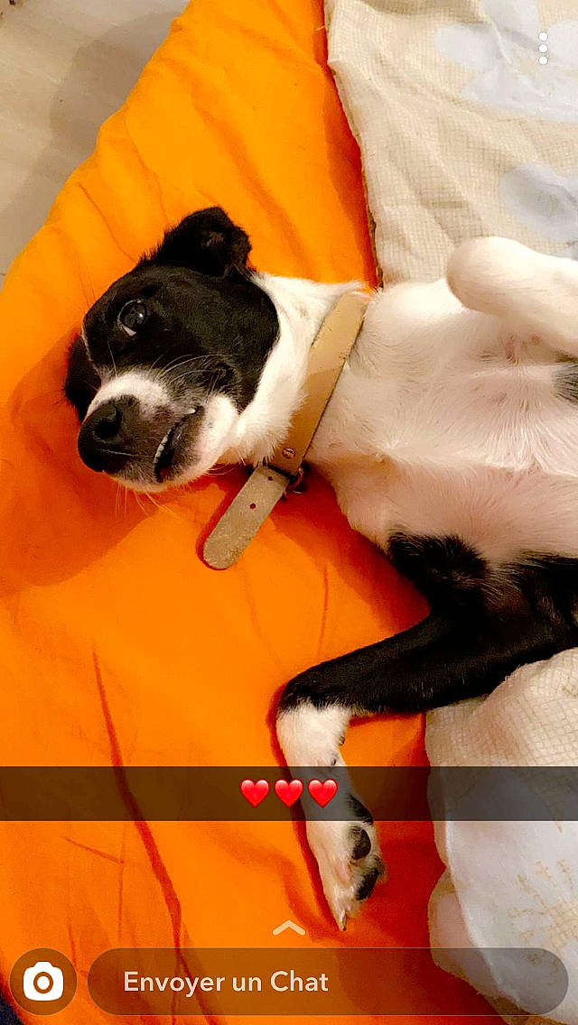 Nala a rejoint le concours — aidez-le/la à gagner de superbes lots ! border_collie, canidae, carnivore, dog, dog_breed, mammal, snout, sporting_group