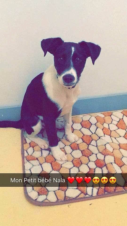 Nala a rejoint le concours — aidez-le/la à gagner de superbes lots ! border_collie, canidae, carnivore, dog, dog_breed, feist, mammal, puppy, smooth_fox_terrier, street_dog, vertebrate