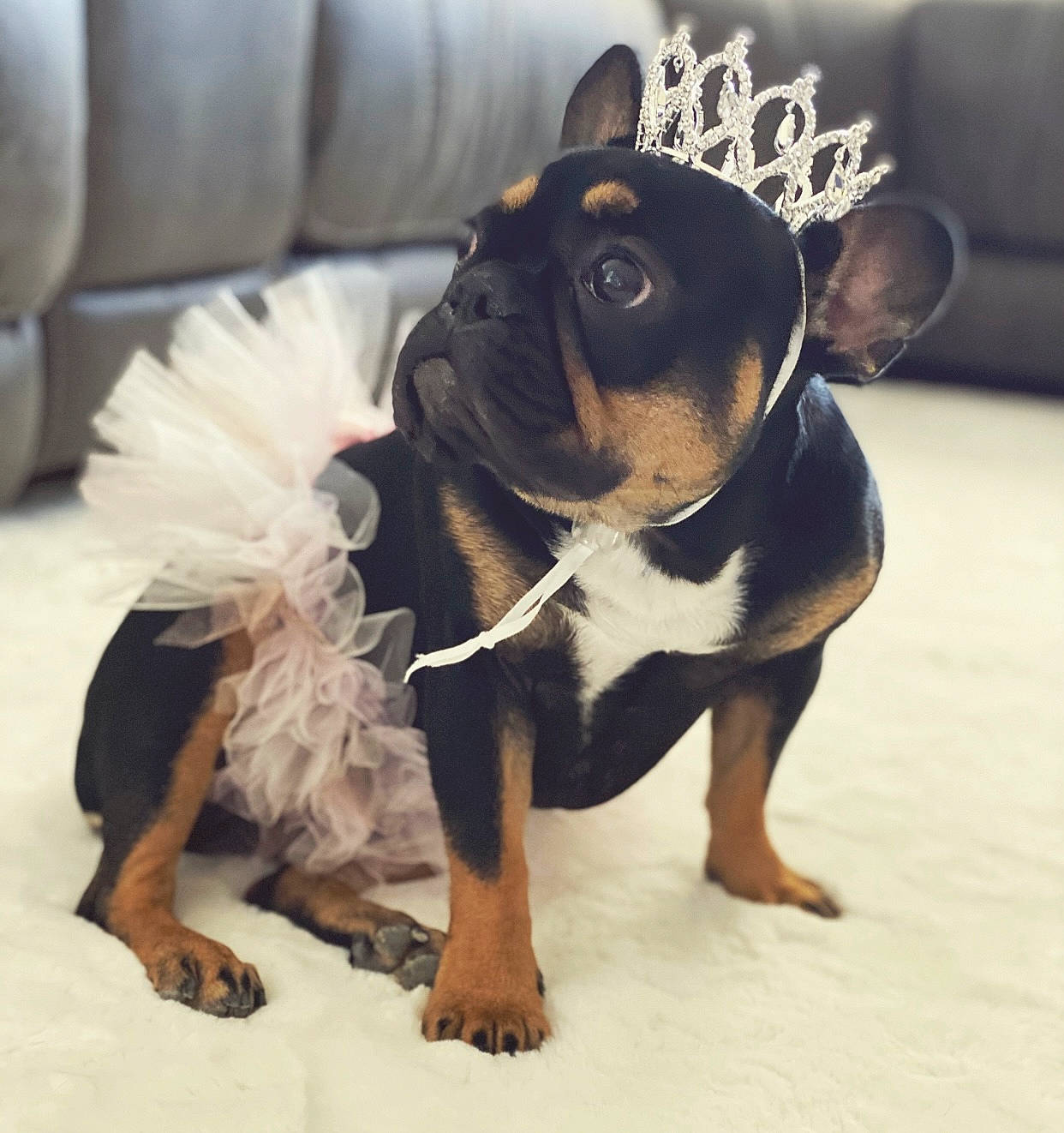 Bella is registered to the contest to win money with this photo: canidae, carnivore, companion_dog, couch, dog, dog_breed, dog_clothes, dog_supply, fashion_accessory, fawn, flooring, foot, fur, paw, sleeve, snout, sporting_group, toy_dog, whiskers, working_animal