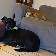 Howard is registered to the contest to win money with this photo: dog, black_dog, tan_dog, couch, floor, tile_floor, indoor, pet, resting, lying_down, bandana, wooden_chair, wall, furniture, animal, domestic_animal, looking, two_animals, relaxing, home