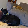 dog, black_dog, tan_dog, couch, floor, tile_floor, indoor, pet, resting, lying_down, bandana, wooden_chair, wall, furniture, animal, domestic_animal, looking, two_animals, relaxing, home