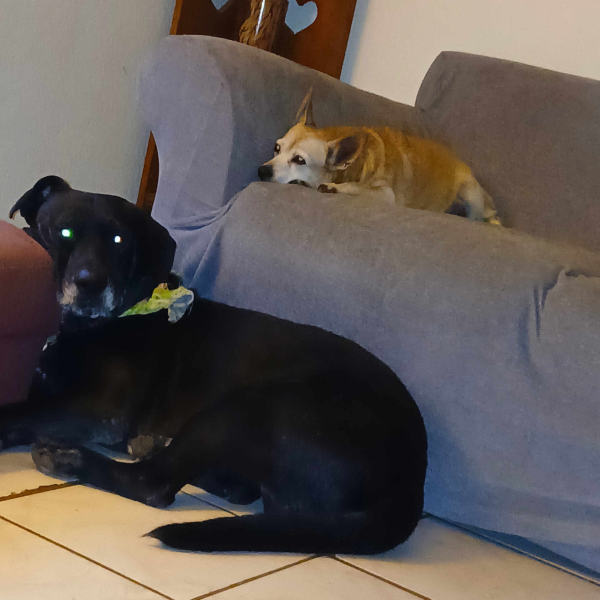 Howard is registered to the contest to win money with this photo: dog, black_dog, tan_dog, couch, floor, tile_floor, indoor, pet, resting, lying_down, bandana, wooden_chair, wall, furniture, animal, domestic_animal, looking, two_animals, relaxing, home