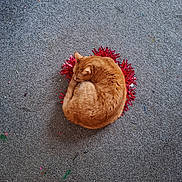 Ginger Jessica joined the competition — help win amazing prizes! cat, orange_cat, curled_up, sleeping, carpet, gray_carpet, red_tinsel, decorative_item, cozy, pet, animal, feline, resting, indoor, floor, cute, fur, whiskers, relaxing, domestic_animal