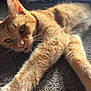 cat, orange_tabby, fur, whiskers, carpet, sunlight, indoor, stretching, relaxed, close_up, pet, animal, ears, eyes, nose, paw, home, cozy, sleepy, feline