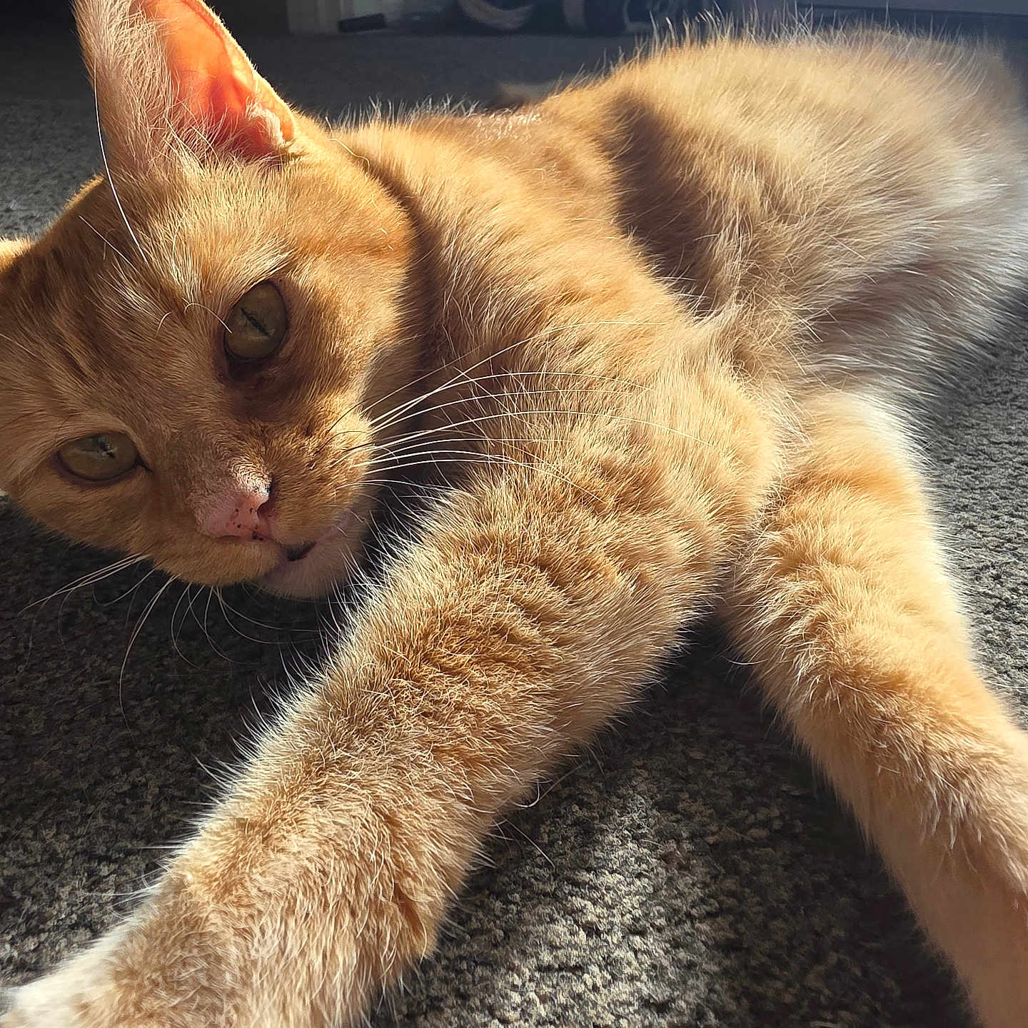 Ginger Jessica joined the competition — help win amazing prizes! animal, carpet, cat, close_up, cozy, ears, eyes, feline, fur, home, indoor, nose, orange_tabby, paw, pet, relaxed, sleepy, stretching, sunlight, whiskers