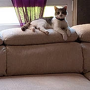 Nala participe au concours pour gagner de l'argent avec cette photo : cat, couch, cozy, cup, curtain, daylight, decor, domestic, furniture, home, indoor, living_room, pet, plant, purple, relaxing, resting, sofa, table, window