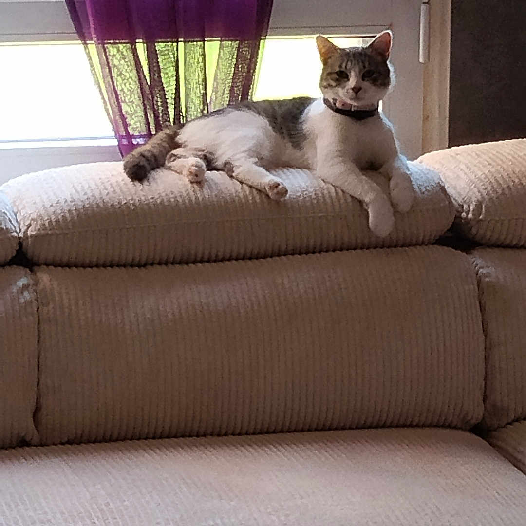 Nala