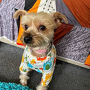 Prescious joined the competition — help win amazing prizes! animal_print, blur, carpet, collar, colorful, couch, cozy, curious, cute, dog, fabric, furry, home, indoor, pattern, pet, playful, rug, shirt, small_dog