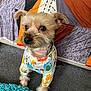 animal_print, blur, carpet, collar, colorful, couch, cozy, curious, cute, dog, fabric, furry, home, indoor, pattern, pet, playful, rug, shirt, small_dog
