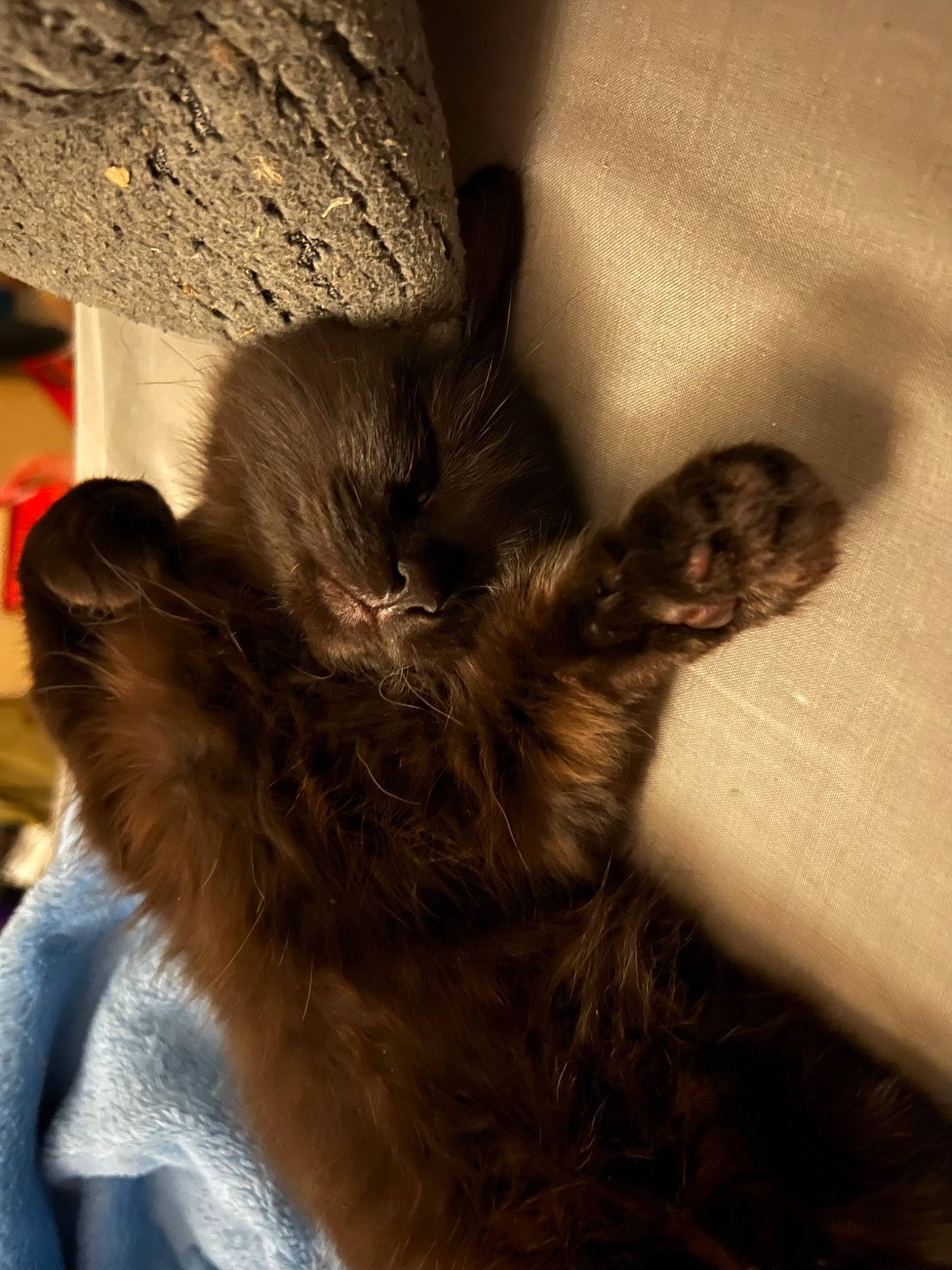 Trixie is registered to the contest to win money with this photo: black_cat, canidae, carnivore, claw, companion_dog, dog_breed, domestic_short_haired_cat, fawn, felidae, fur, gesture, human_leg, liver, paw, rabbits_and_hares, small_to_medium_sized_cats, sporting_group, tail, whiskers, wood