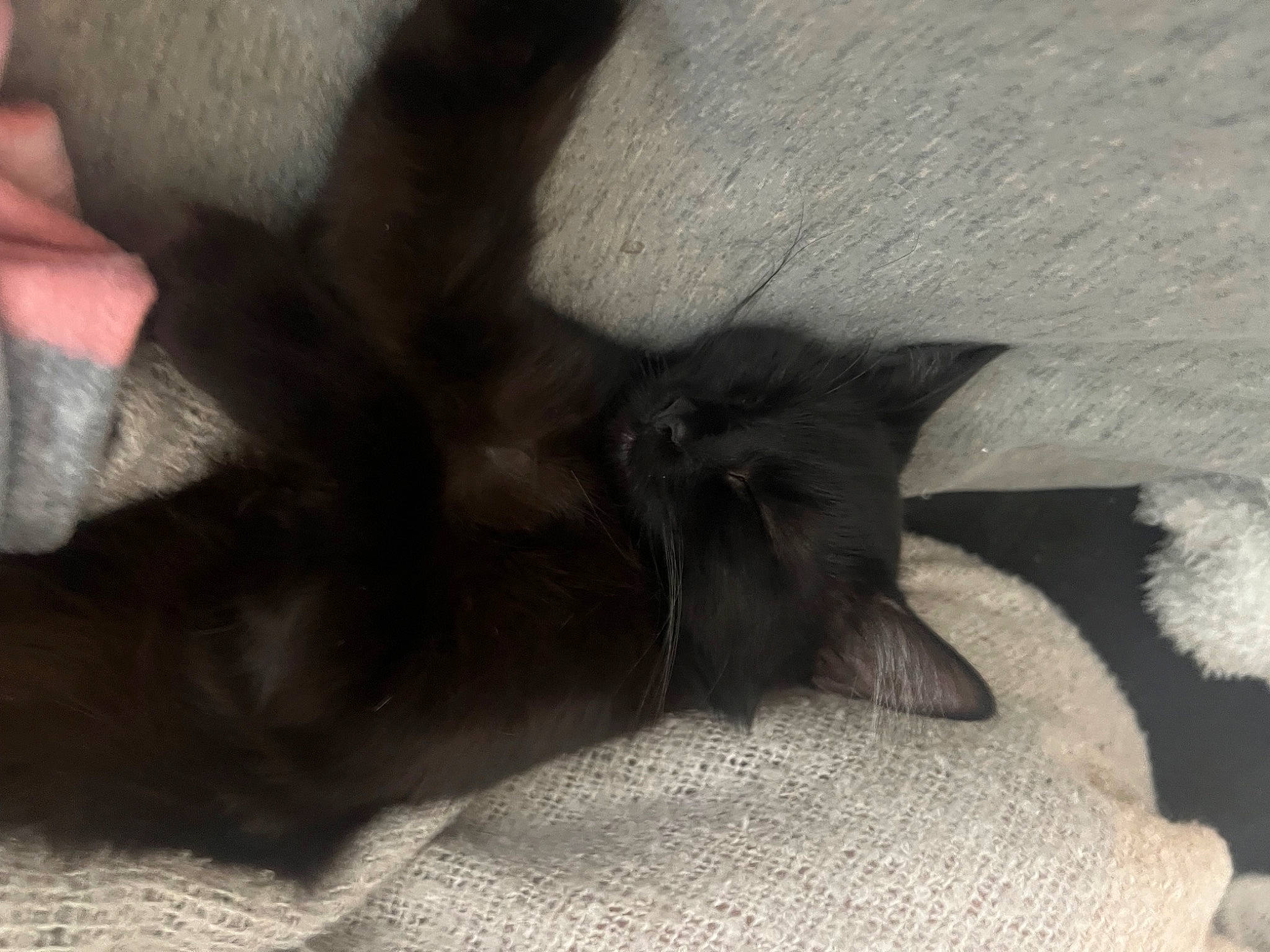 Trixie joined the competition — help win amazing prizes! black_cat, carnivore, cat, claw, comfort, dog_breed, domestic_short_haired_cat, felidae, flooring, foot, fur, grey, hardwood, human_leg, liver, paw, small_to_medium_sized_cats, tail, terrestrial_animal, whiskers