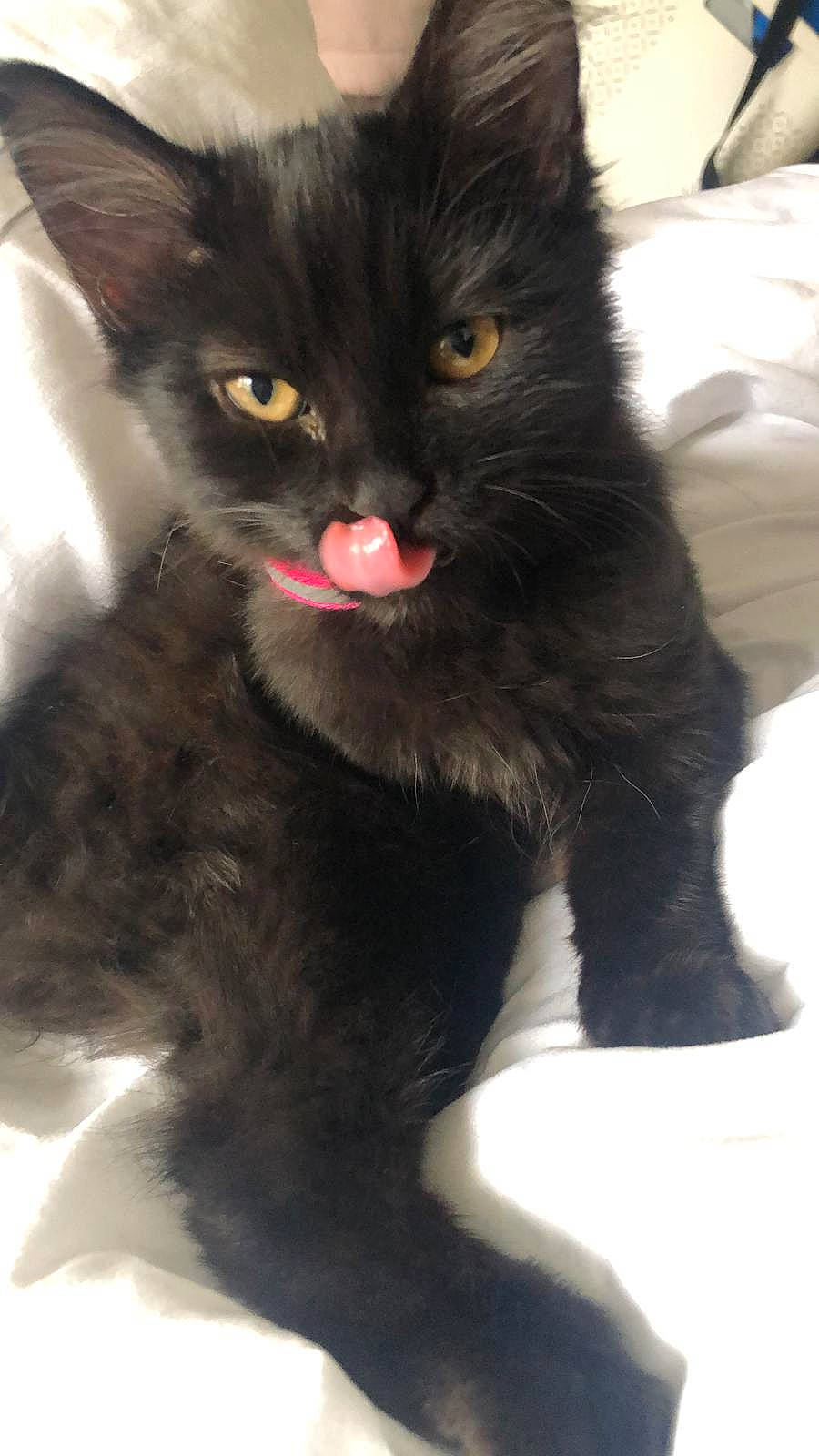 Trixie is registered to the contest to win money with this photo: black_cat, bombay, carnivore, cat, cat_supply, claw, comfort, domestic_short_haired_cat, felidae, foot, fur, paw, small_to_medium_sized_cats, snout, tail, terrestrial_animal, whiskers, window