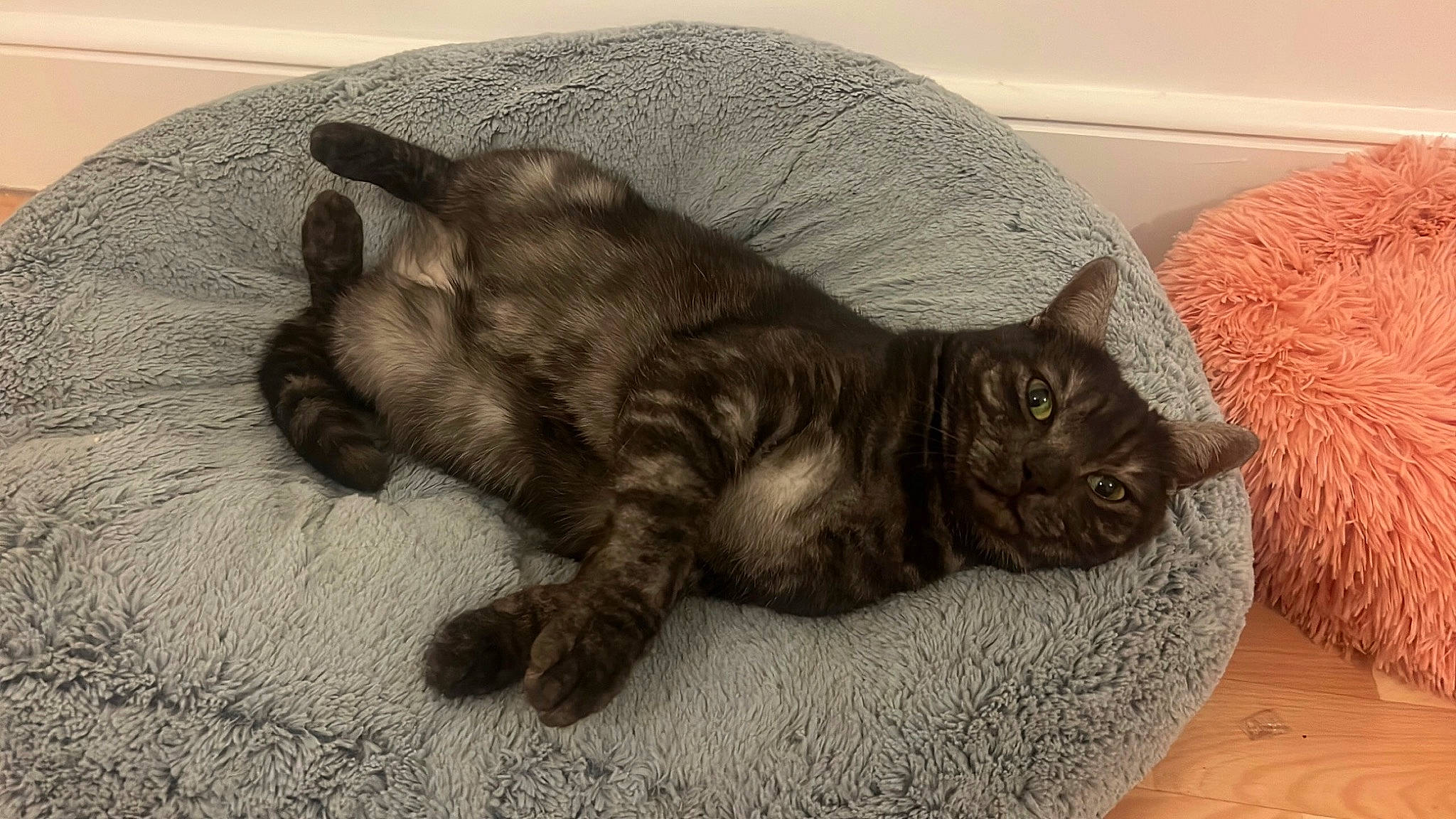 Missy is registered to the contest to win money with this photo: black_cat, carnivore, cat, claw, comfort, dog_breed, domestic_short_haired_cat, fawn, felidae, flooring, fur, grey, hardwood, liver, paw, small_to_medium_sized_cats, snout, tail, terrestrial_animal, whiskers