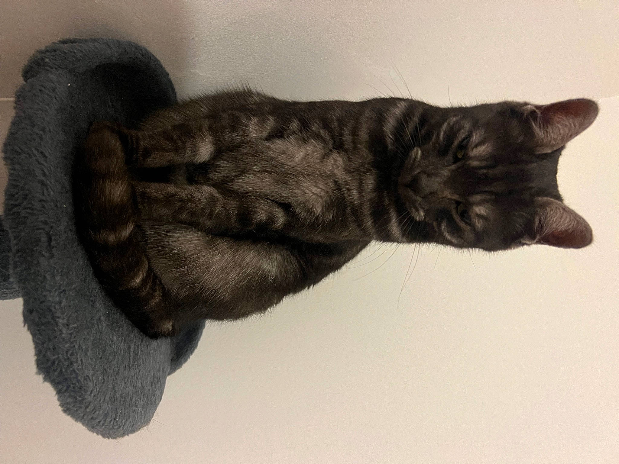 Missy is registered to the contest to win money with this photo: carnivore, cat, claw, comfort, domestic_short_haired_cat, felidae, fur, gesture, grey, monochrome, monochrome_photography, primate, small_to_medium_sized_cats, snout, tail, whiskers, wool, woolen