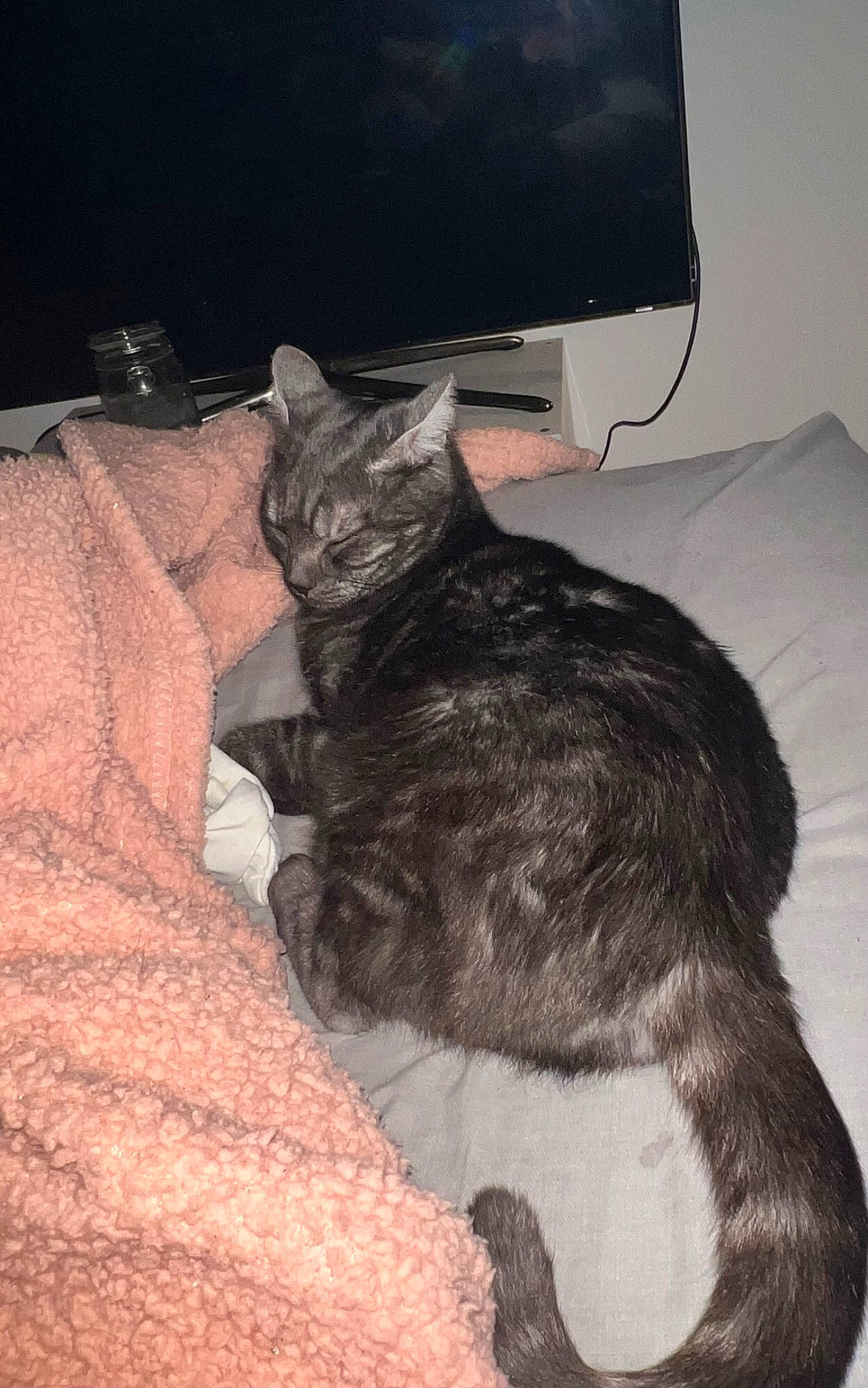 Missy is registered to the contest to win money with this photo: bed, black_cat, carnivore, cat, claw, comfort, couch, domestic_short_haired_cat, ear, felidae, fur, grey, nap, output_device, paw, room, sitting, small_to_medium_sized_cats, tail, whiskers