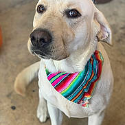 Sol joined the competition — help win amazing prizes! dog, bandana, pet, canine, sitting, portrait, outdoor, closeup, colorful, striped, animal, mammal, fur, ears, nose, eyes, collar, floor, domestic, cute