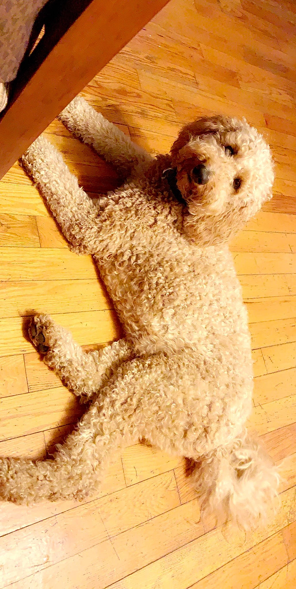 Benny joined the competition — help win amazing prizes! canidae, stuffed_toy, teddy_bear, toy