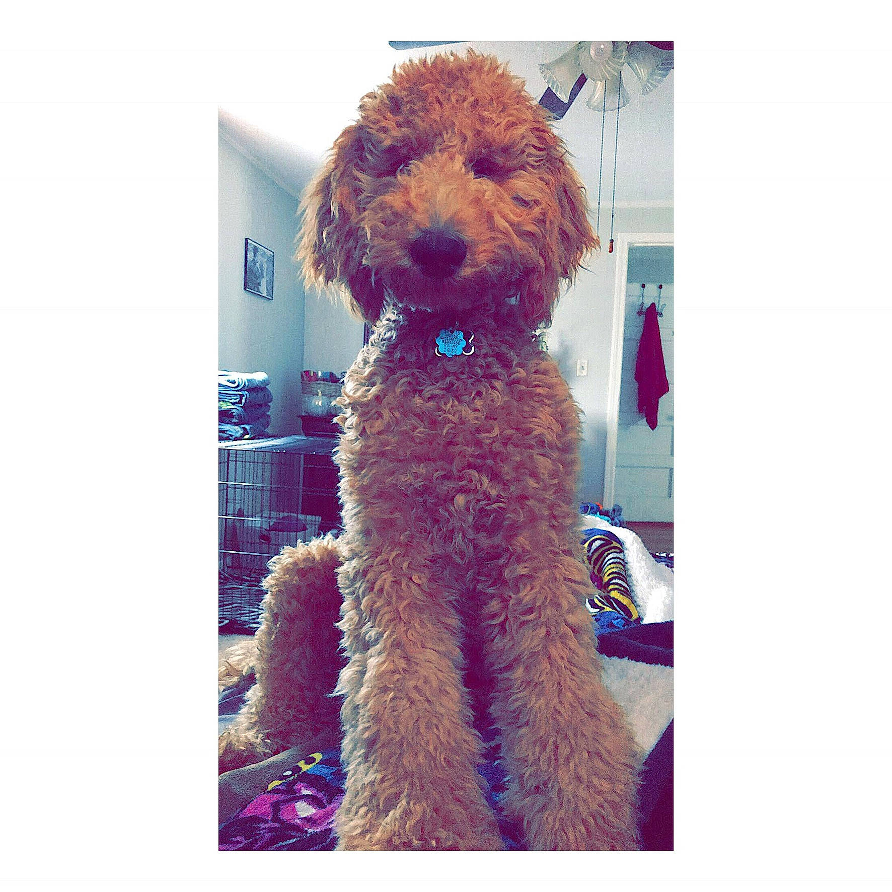 Benny is registered to the contest to win money with this photo: barbet, canidae, carnivore, cockapoo, companion_dog, dog, dog_breed, goldendoodle, labradoodle, mammal, miniature_poodle, non_sporting_group, poodle, poodle_crossbreed, puppy, sporting_group, standard_poodle, toy_dog, toy_poodle, water_dog