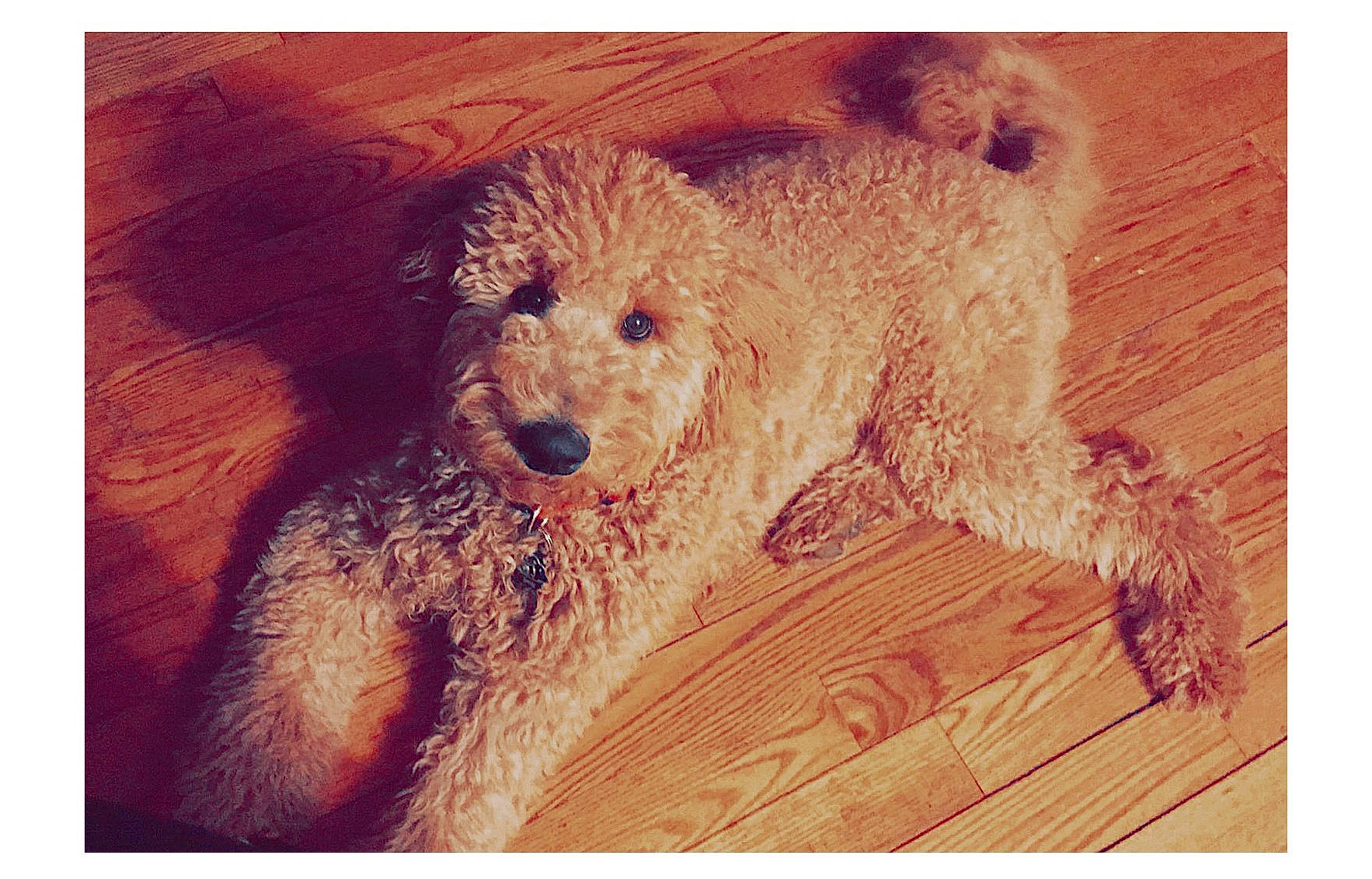 Benny is registered to the contest to win money with this photo: canidae, carnivore, cockapoo, companion_dog, dog, dog_breed, goldendoodle, labradoodle, lagotto_romagnolo, mammal, poodle, poodle_crossbreed, puppy, schnoodle, sporting_group, terrier, toy_poodle, vertebrate