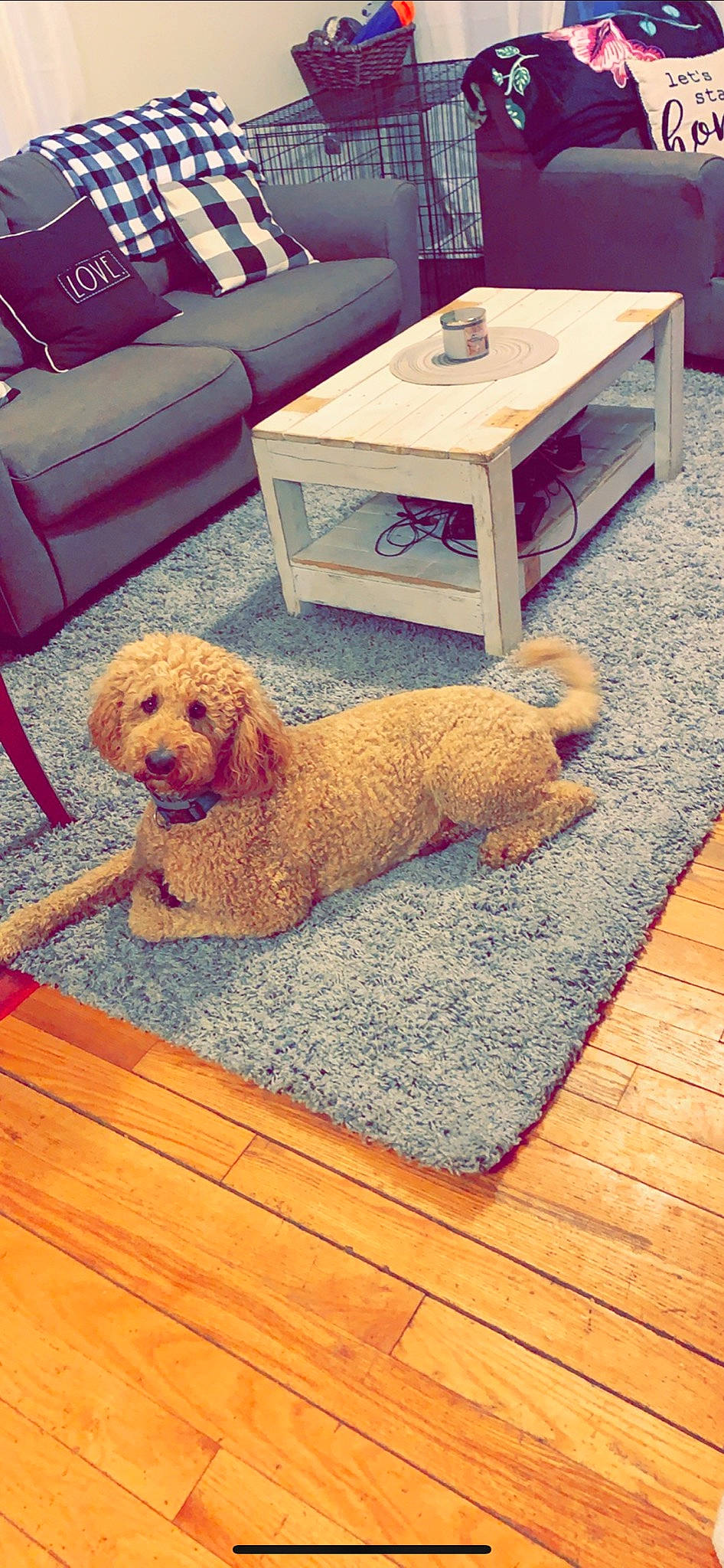 Benny is registered to the contest to win money with this photo: american_cocker_spaniel, basset_fauve_de_bretagne, canidae, carnivore, cavachon, cavapoo, cockapoo, companion_dog, dog, dog_breed, floor, flooring, furniture, goldendoodle, labradoodle, miniature_poodle, poodle_crossbreed, puppy, sporting_group, toy_poodle