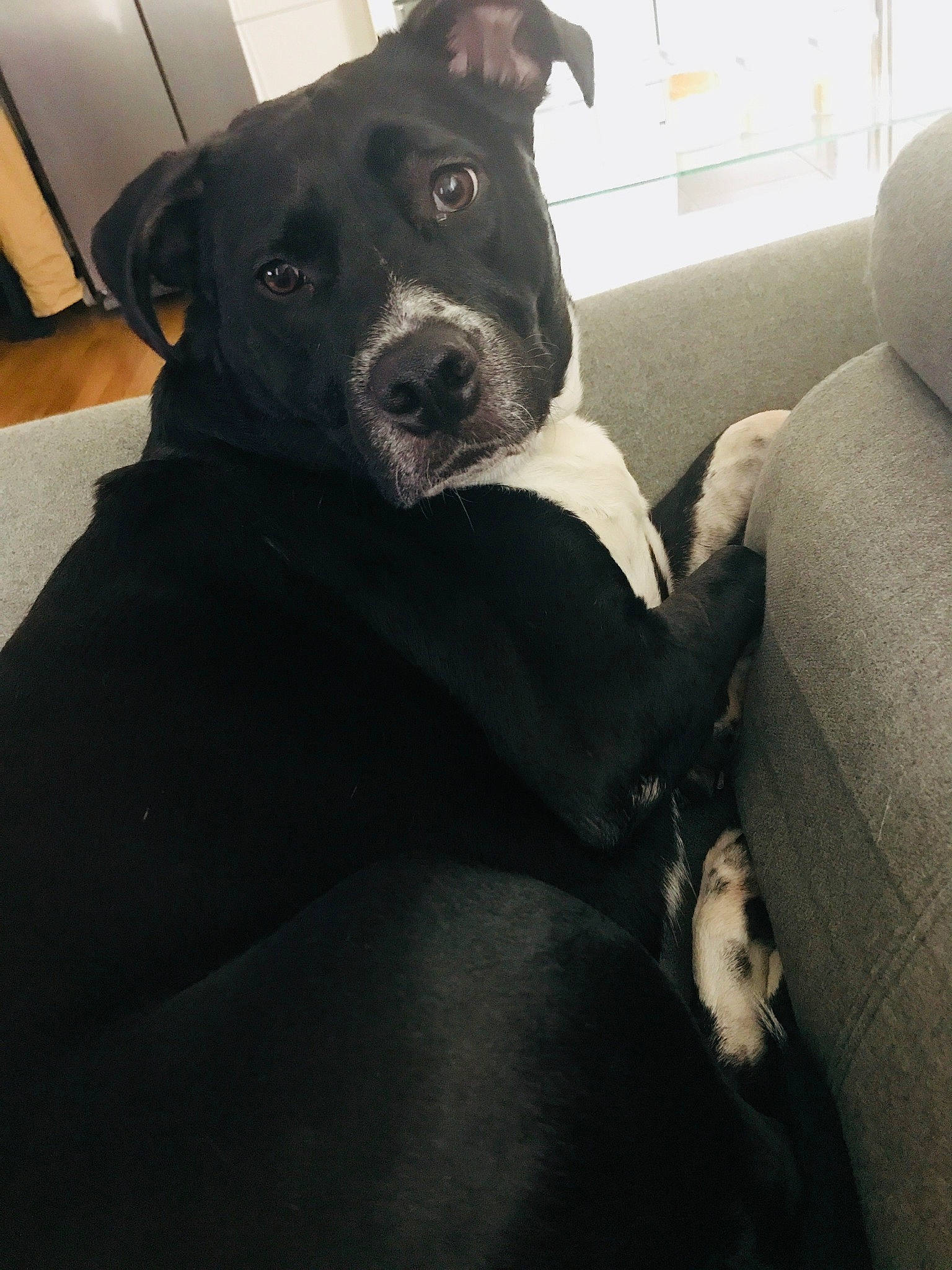 Lizy participe au concours pour gagner de l'argent avec cette photo : borador, carnivoran, dog, dog_breed, dog_breed_group, dog_like_mammal, labrador_retriever, patterdale_terrier, snout, sporting_group