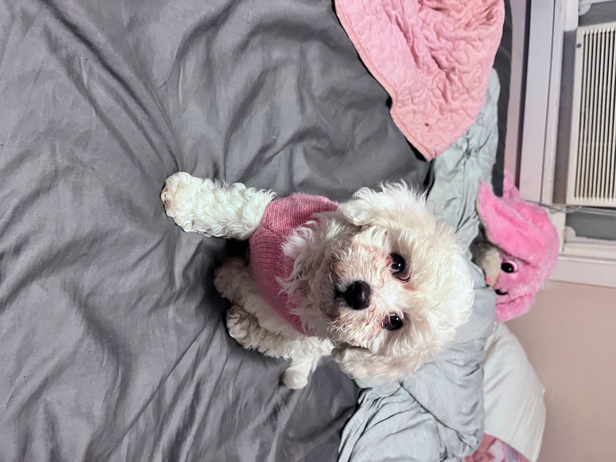 Bella joined the competition — help win amazing prizes! bow_tie, carnivore, comfort, companion_dog, dog, dog_breed, dog_clothes, dog_supply, fawn, linens, pet_supply, pink, poodle, shih_poo, small_terrier, terrier, textile, toy, toy_dog, working_animal