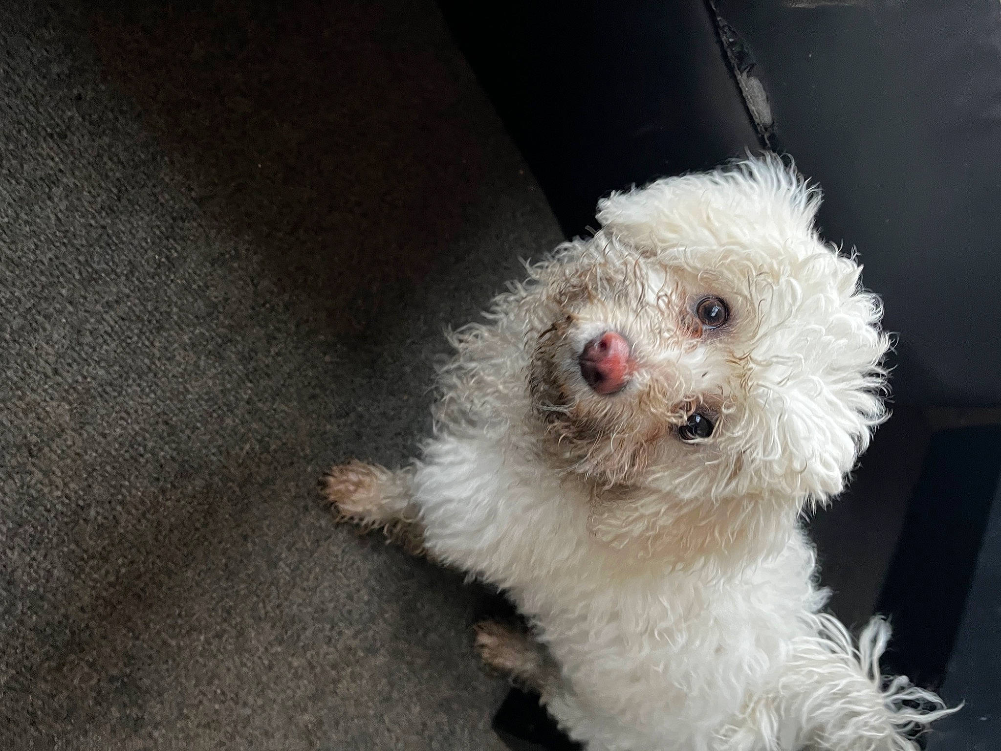 Bella is registered to the contest to win money with this photo: bichon, canidae, carnivore, cockapoo, companion_dog, dog, dog_breed, fur, labradoodle, maltepoo, non_sporting_group, poodle, poodle_crossbreed, puppy, shih_poo, small_terrier, snout, sporting_group, terrier, toy_dog