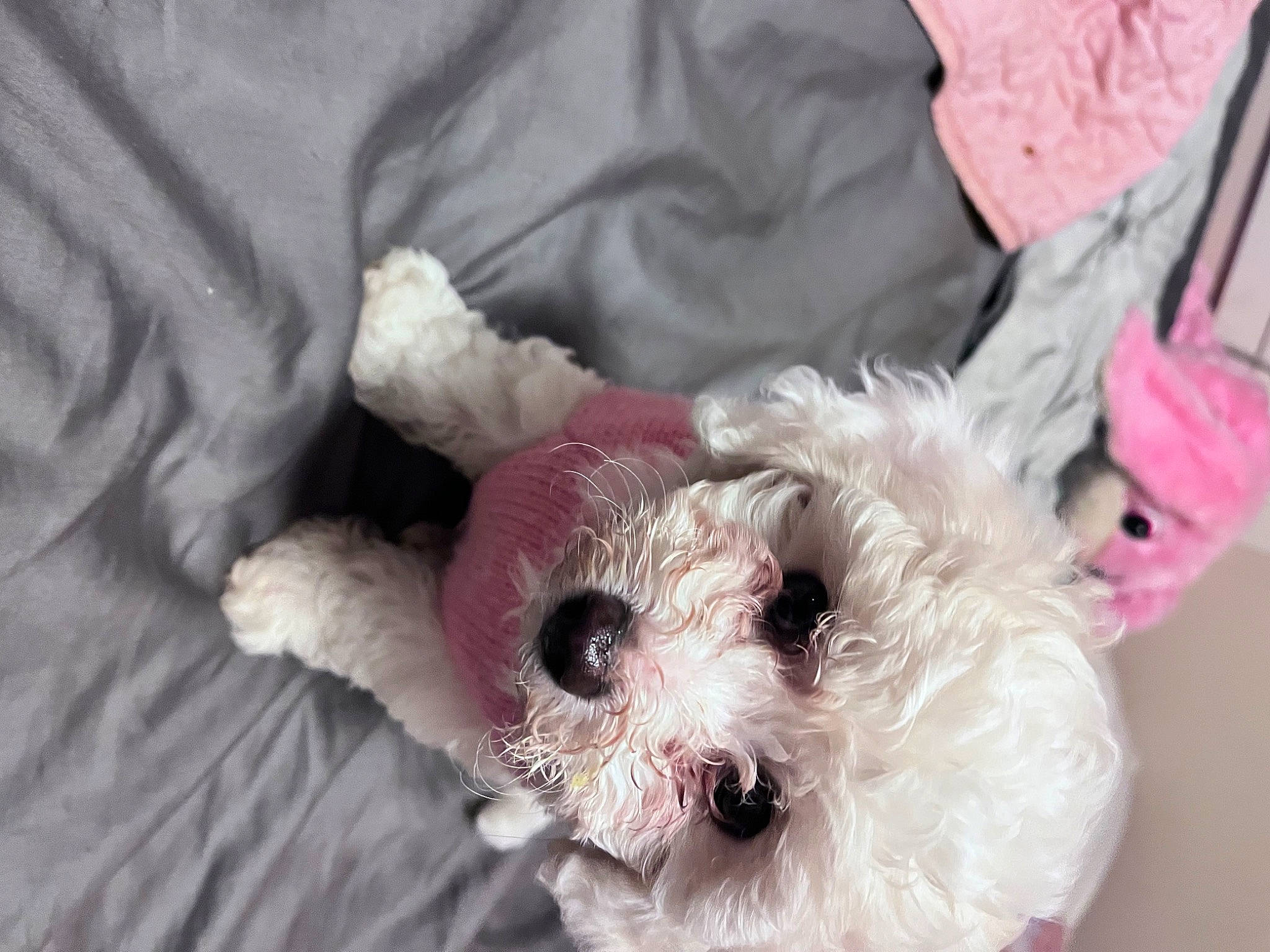 Bella joined the competition — help win amazing prizes! carnivore, companion_dog, dog, dog_breed, dog_clothes, dog_supply, fawn, fur, labradoodle, pink, shih_poo, small_terrier, snout, sporting_group, stuffed_toy, teddy_bear, terrier, toy, toy_dog, working_animal