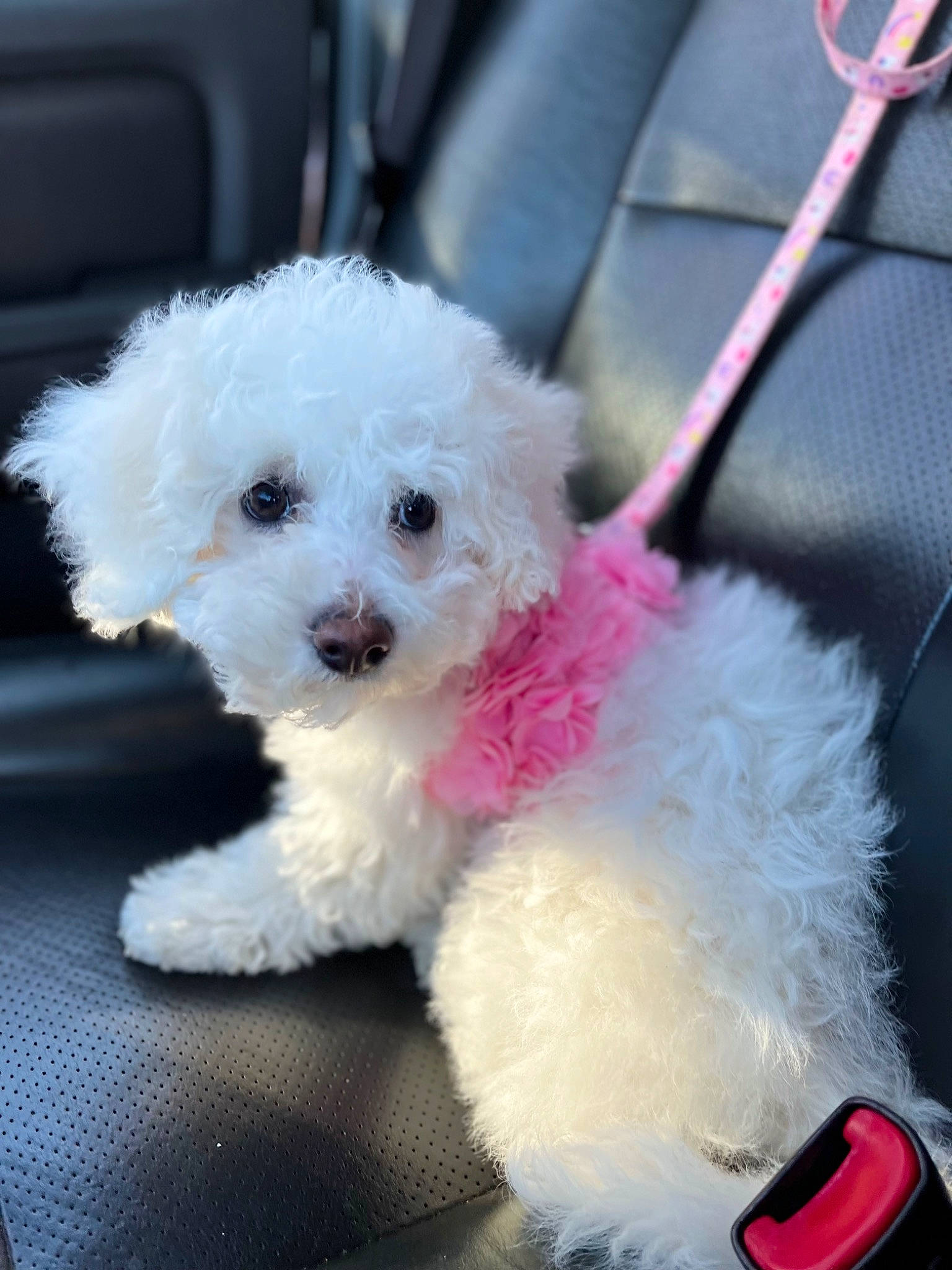 Bella is registered to the contest to win money with this photo: bichon, canidae, carnivore, companion_dog, dog, dog_breed, fur, labradoodle, magenta, pink, plant, poodle, poodle_crossbreed, puppy_love, shih_poo, snout, sporting_group, toy_dog, water_dog, yorkipoo